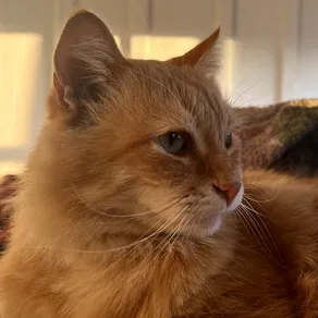 Charlie - Pet